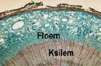 Name:  floem.jpg
Views: 1122
Size:  10.6 KB