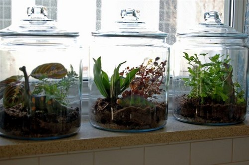 Name:  terrarium.jpg
Views: 24297
Size:  53.2 KB