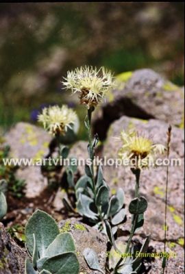 Name:  Centaurea_appendicigera.jpg
Views: 575
Size:  25.8 KB