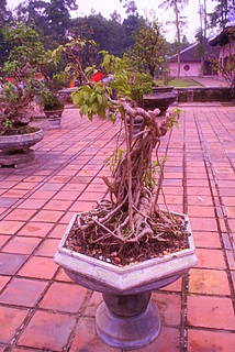 Name:  DSC08523-2.JPG
Views: 2606
Size:  52.0 KB