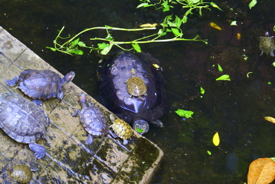 Name:  DSC09016.JPG
Views: 2233
Size:  61.3 KB