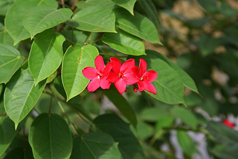 Name:  DSC09451-1.JPG
Views: 1108
Size:  62.7 KB