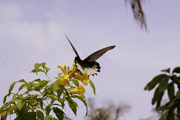 Name:  DSC09466-3.jpg
Views: 1093
Size:  26.3 KB