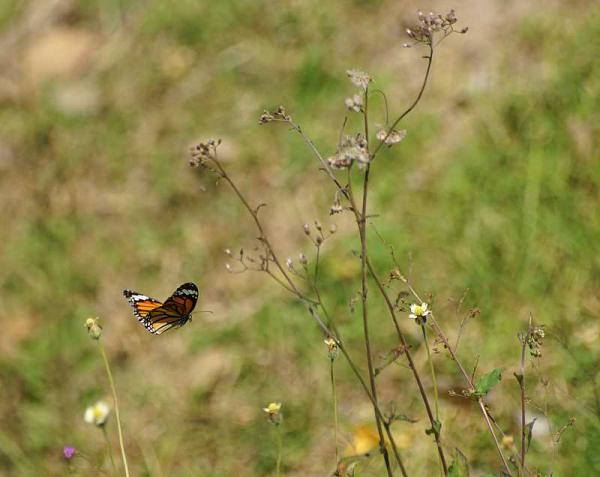 Name:  DSC01468 Choeung Ek.jpg
Views: 2793
Size:  34.0 KB