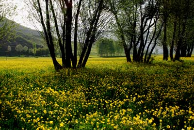 Name:  DSC20126.jpg
Views: 2956
Size:  64.7 KB