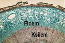 Name:  floem.jpg
Views: 13132
Size:  10.6 KB