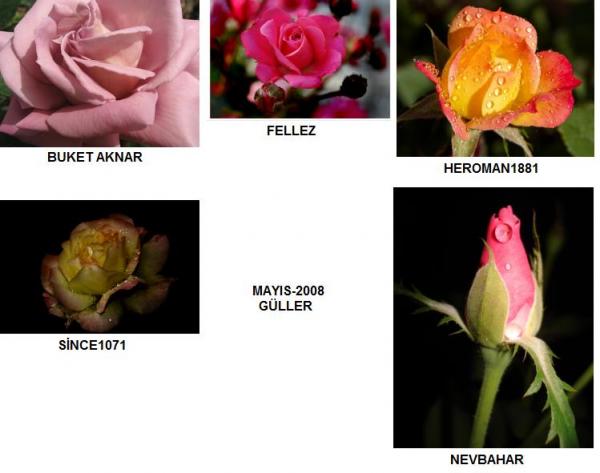 Name:  GENEL MAYIS.jpg
Views: 2165
Size:  32.2 KB