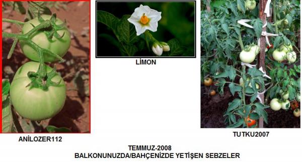 Name:  GENEL TEMMUZ.jpg
Views: 2105
Size:  35.7 KB