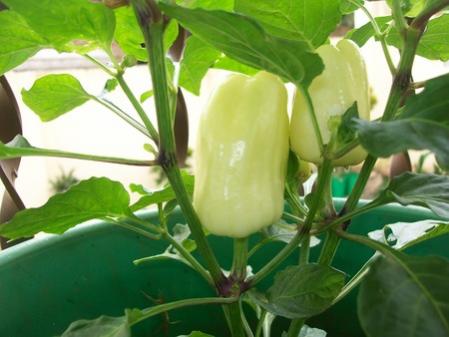 Name:  Albino Bullnose 3.jpg
Views: 5464
Size:  25.6 KB