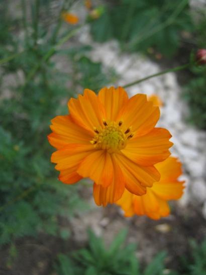 Name:  cosmos.jpg
Views: 3410
Size:  22.1 KB