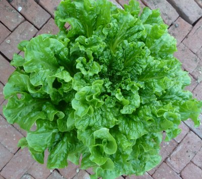 Name:  green_star1.jpg
Views: 4381
Size:  45.9 KB
