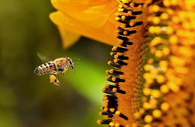 Name:  pollination.jpg
Views: 1872
Size:  32.0 KB