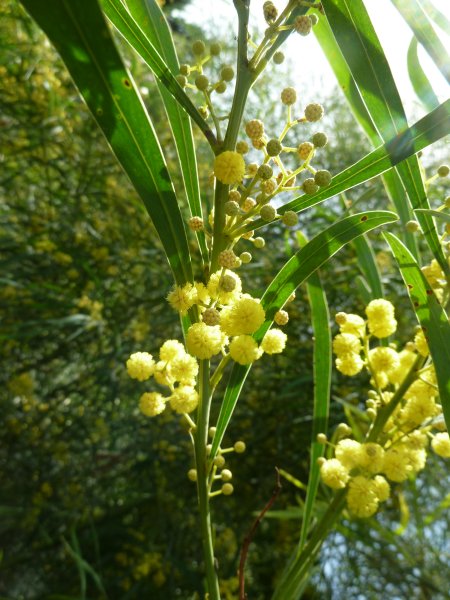 Name:  Mimosa Acacia Retinodes-1.jpg
Views: 2880
Size:  69.7 KB