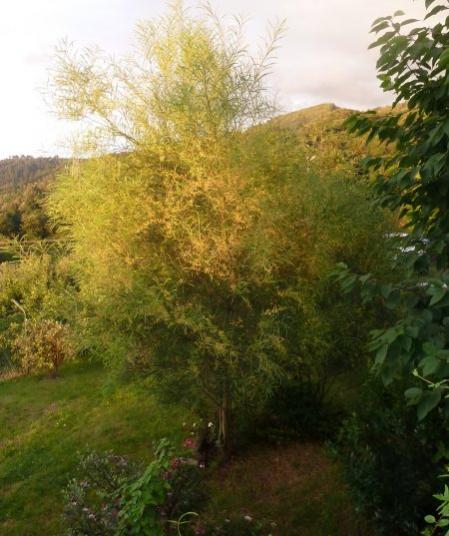 Name:  Mimosa Acacia Retinodes-2.jpg
Views: 2889
Size:  43.4 KB