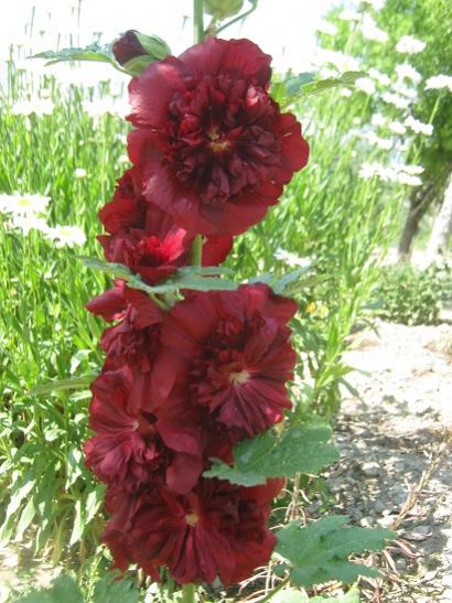 Name:  bordo.jpg
Views: 2206
Size:  51.0 KB