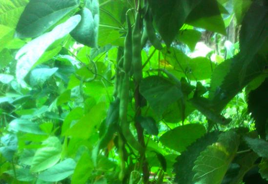 Name:  dermason_fasulyesi.jpg
Views: 1692
Size:  34.0 KB