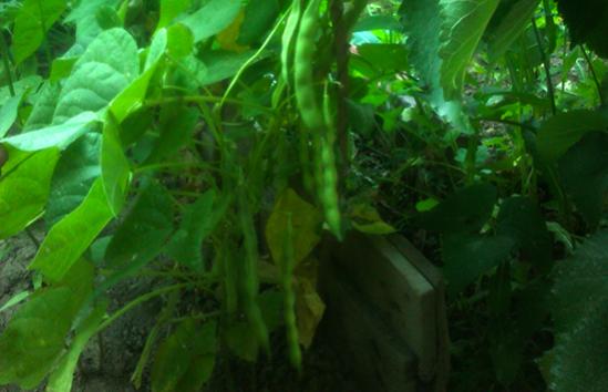 Name:  dermason-fasulyesi.jpg
Views: 1720
Size:  28.2 KB