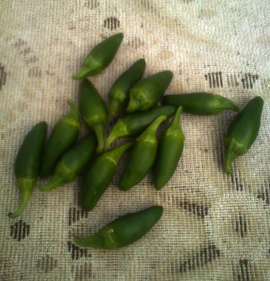 Name:  jalapeno.jpg
Views: 1711
Size:  57.5 KB