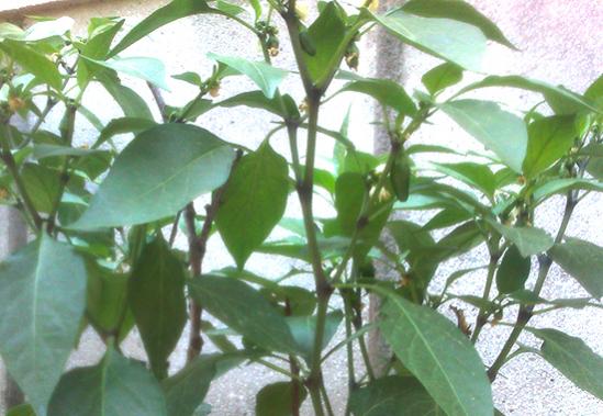 Name:  jalapeno-biber.jpg
Views: 2005
Size:  41.8 KB