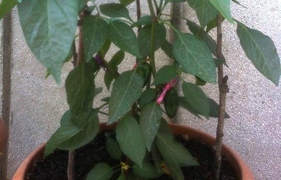 Name:  jalapeno-biber_.jpg
Views: 1841
Size:  34.9 KB