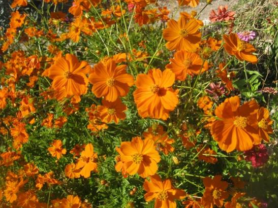 Name:  cosmos.jpg
Views: 2496
Size:  63.8 KB