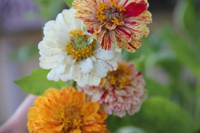 Name:  Zinnia I.jpg
Views: 6093
Size:  30.2 KB