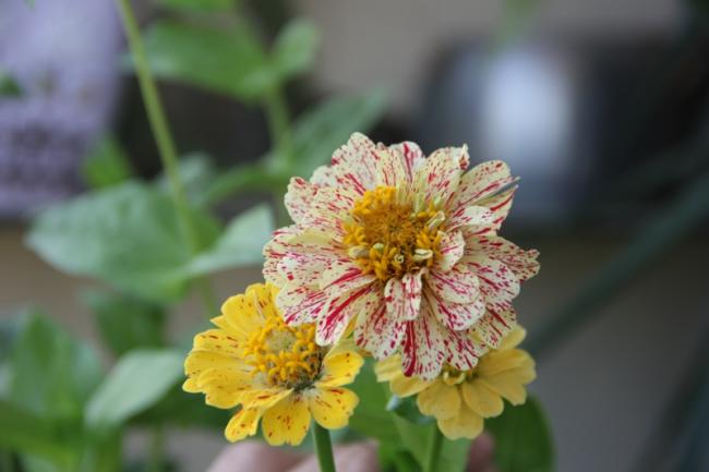 Name:  Zinnia II.jpg
Views: 6035
Size:  29.9 KB