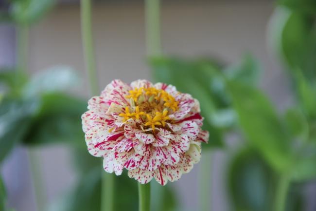 Name:  Zinnia III.jpg
Views: 6058
Size:  24.3 KB