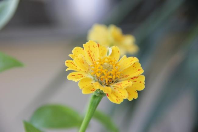 Name:  Zinnia IV.jpg
Views: 5972
Size:  19.3 KB
