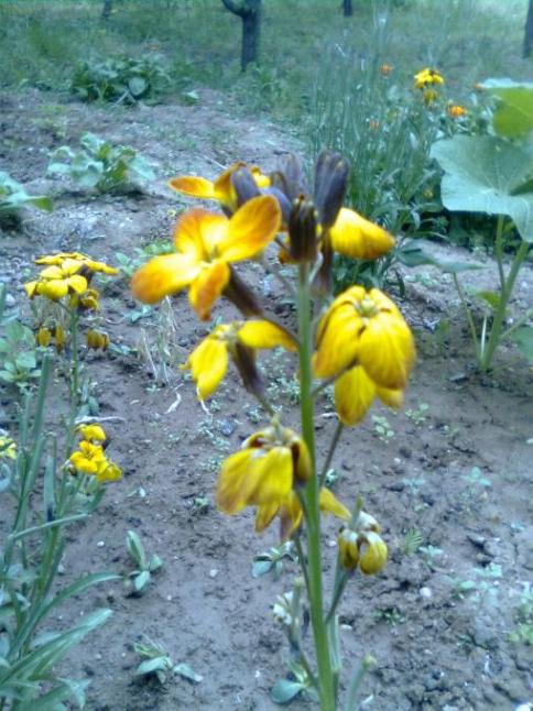 Name:  Grnt0102.jpg
Views: 1932
Size:  63.3 KB
