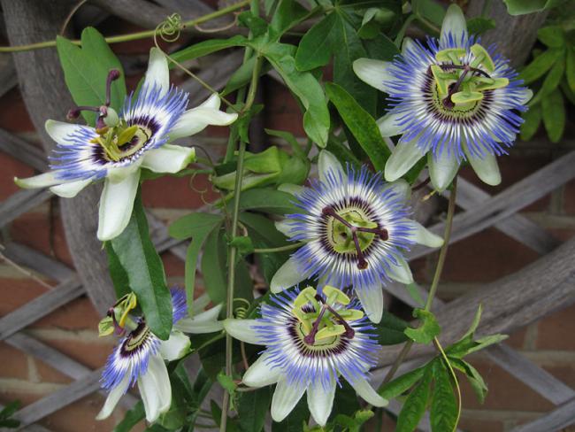 Name:  passiflora-caerulea-flower.jpg
Views: 2322
Size:  56.0 KB