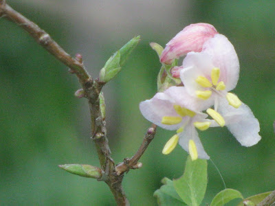 Name:  lonicera.JPG
Views: 1779
Size:  31.0 KB