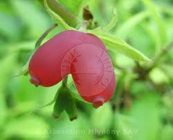 Name:  k hanmeli tohum.jpg
Views: 1740
Size:  5.7 KB