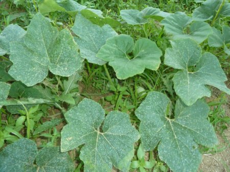 Name:  kars yumurtas 1.jpg
Views: 3236
Size:  47.2 KB