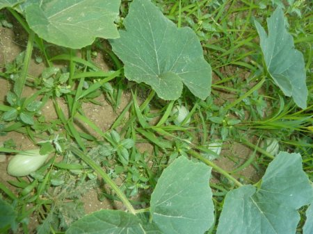 Name:  kars yumurtas 3.jpg
Views: 3196
Size:  44.4 KB