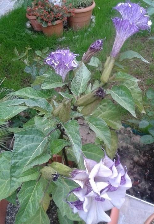 Name:  Datura.jpg
Views: 3066
Size:  69.9 KB