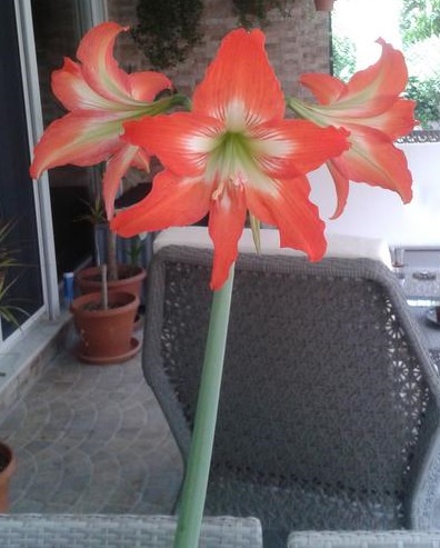 Name:  Hippeastrum.jpg
Views: 4030
Size:  63.1 KB