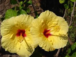 Name:  hibiscus.jpg
Views: 1577
Size:  9.8 KB