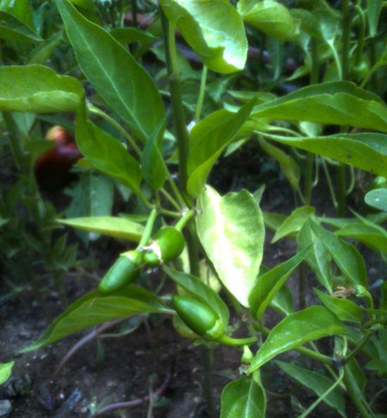 Name:  lalebahce_pul_biberi.jpg
Views: 1314
Size:  47.1 KB