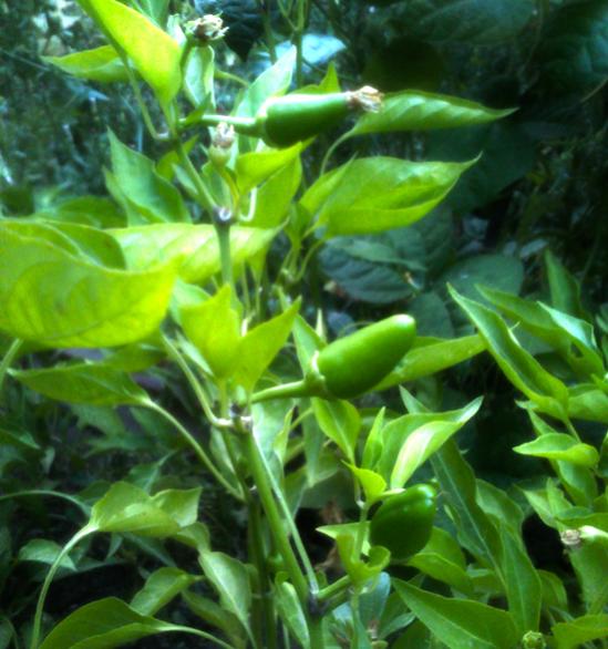 Name:  lalebahce_pul-biber.jpg
Views: 1359
Size:  51.2 KB
