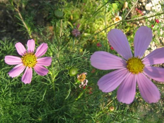 Name:  cosmos2.jpg
Views: 2320
Size:  46.7 KB