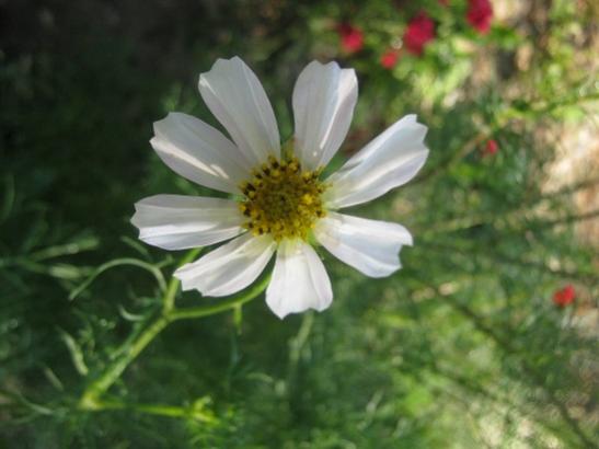 Name:  cosmos1.jpg
Views: 2393
Size:  28.0 KB