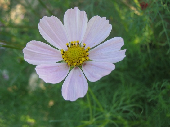 Name:  cosmos.jpg
Views: 3340
Size:  67.5 KB