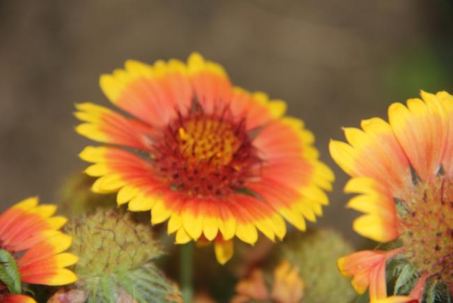 Name:  Gaillardia I.jpg
Views: 6057
Size:  28.7 KB
