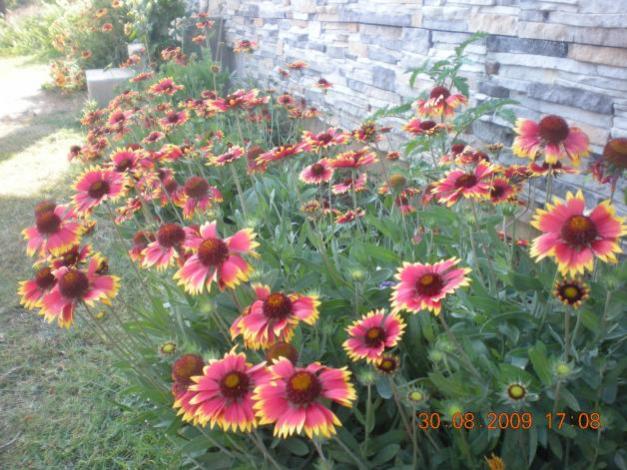 Name:  Gaillardia III.jpg
Views: 6072
Size:  63.8 KB