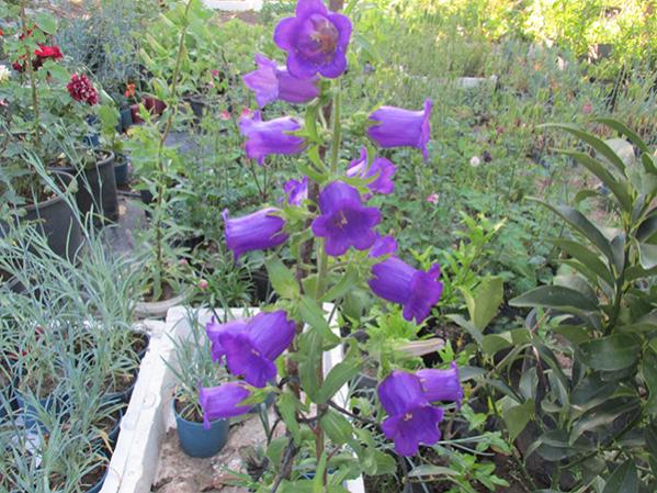 Name:  IMG_2477.jpg
Views: 2381
Size:  68.8 KB