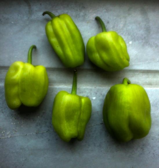 Name:  dolma_biber.jpg
Views: 1216
Size:  30.1 KB