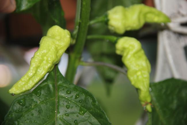 Name: Bhut Jolokia I.jpg
Views: 5828
Size: 26.9 KB