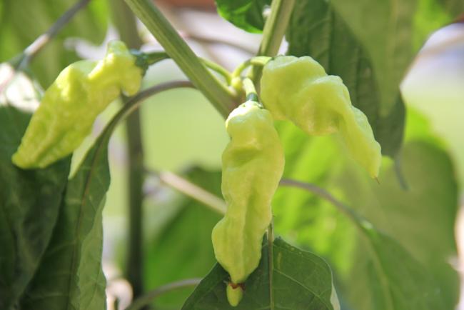 Name: Bhut Jolokia II.jpg
Views: 5637
Size: 26.5 KB