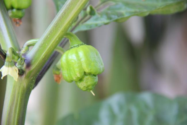 Name:  Trinidad Scorpion I.jpg
Views: 5710
Size:  24.0 KB